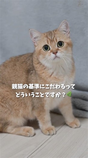 親猫の基準にこだわるってどういうことですか？🌿