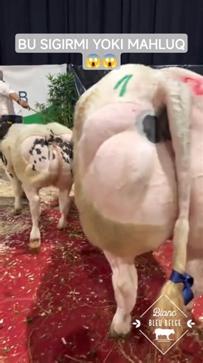 #cow #andijonbozor #uzbekistan #bull #animals