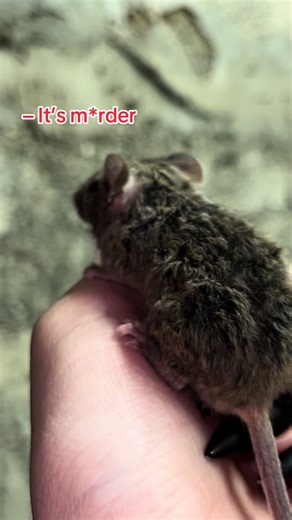 Understanding Feeder Mice: Perspectives on Animal Care