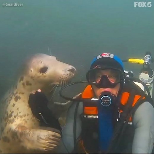 866K views · 172 reactions | CAN WE BE FRIENDS TOO?! A scuba diver "sealed" a new friendship with this playful little guy -- the seal even held his hand! ❤️ MORE: https://bit.ly/2RZtm1O | Fox 5 DC | Facebook