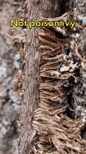 6.1K views · 77 reactions | Most people make this mistake! Are you? If you would like the downloadable guide (shown at end of video) that covers the details and differences between these two iconic plants, check out the link in my bio and look for "Winter Profiles"! Have you ever noticed these details before? #poisonivy #botany #winter | Feral Foraging | Facebook