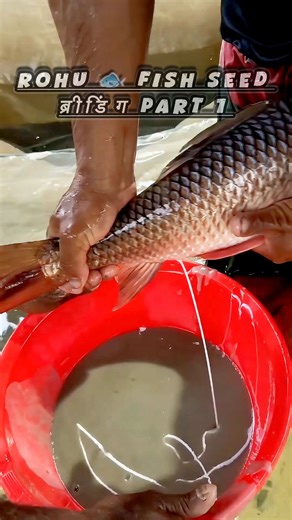 Unity_Indian_Fish_Farming on Instagram: "Rohu 🐟 Fish Seed ब्रीडिंग PART 1 ? Fish Farming Projects Provider 🤠 Fish Farming Consultancy 💼 Fish Farming Kayse Kare 🤔 Fish Farming Crest 🚀 #how_to_start_a_fish_farming #fishing_farm #fishlove #fishfarming #aquaculture #biofloc_tank_setup #carpfishing #foryou #fishfarmersofindia #viralreels #view #viralreels #instareels #shorts #Unity_Indian_Fish_Farming #business #trending #itendswithus #trend #travel #trendingreels #model #fishing #poultry #pondf