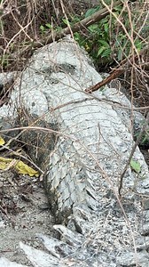 313K views · 2.7K reactions | Kembali melihat kondisi buaya muara berukuran besar. #fypreels #explore #viralvideo | Dino Kaleb | Facebook