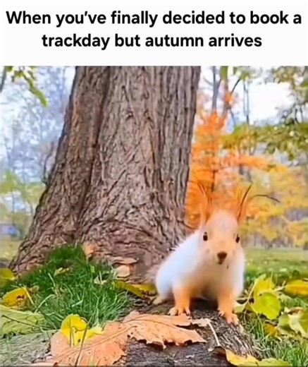 8.9K views · 43 reactions | UK summer trackdays… now with a free autumn vibe. We’re not saying ‘we told you so’… oh, who are we kidding, we told you so. 藍 | No Limits Trackdays | Facebook