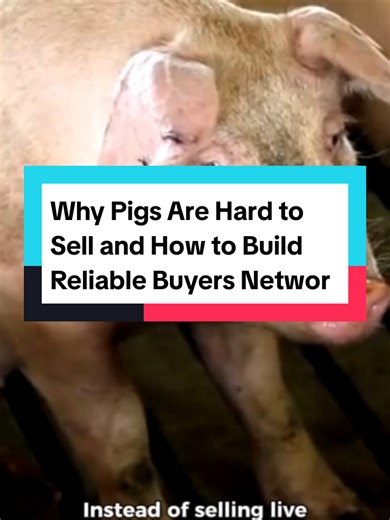 Why Pigs Are Hard to Sell and How to Build Reliable Buyers Network #pigfarming #pigfarm #fyp #education #pigbusiness