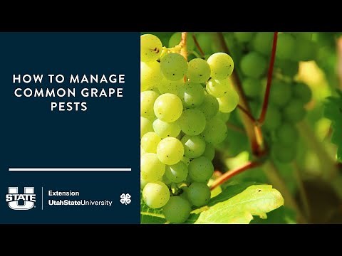 How to Manage Common Grape Pests