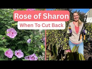 HOW & WHEN To Cut Back Rose of Sharon For Insane Blooms ✂️