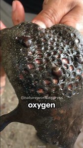 The Backpacking Amphibian | The Surinam Toad's Bizarre Maternity Ward