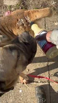 How to Recover Dogs Hair Loss Make Fur Grow! #dogcare #boerboel #hairgrowth