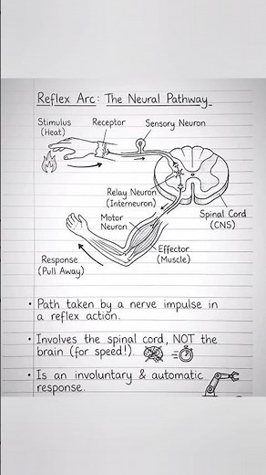 #nervoussystem #nervoussystemregulation #nervous #nervoussystemhealing #diagram #science
