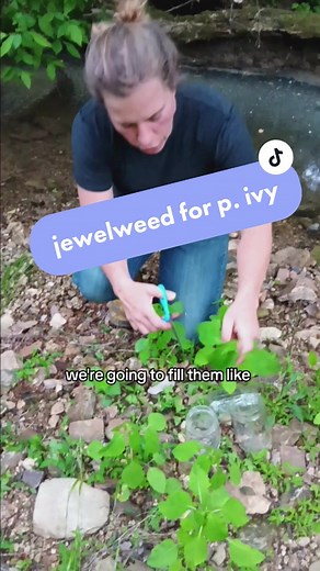 harvesting jewelweed to make a homemade salve for poison ivy #poisonivyrash #jewelweed #homemadesalve #wildharvesting #naturalitchrelief #godsmedicine #happyhomesteading #infusedoil #infusedcoconutoil