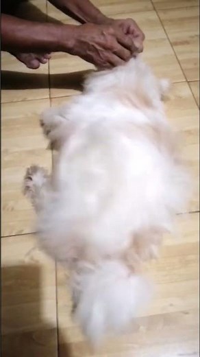 How to Tickle a Dog. Try not to Laugh