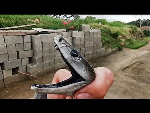 Black Mamba spent the night, loose in their home !!!😱😳😧