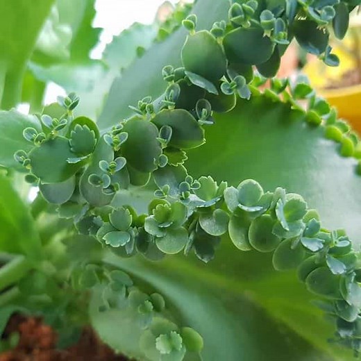 15 Poisonous Succulents For Cats | Flowersandflowerthings