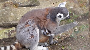 64 reactions · 3 comments | It’s a Girl!  Gilly, 2 year old...