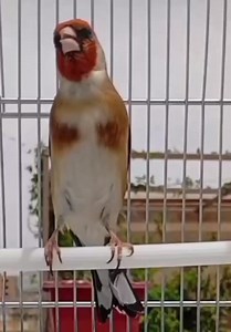 Goldfinch singing ❤️🐦🎶 #goldfinch #bird_singing #gardelinatiron #nature #jilguero #chardonnermajor #cardueliscarduelis #goldfinches #agata #pertator #birds #cage #breeding #Morocco #Algeria #Germany #Spain | Wild Bird Beauty