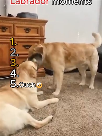 Funniest labrador moments!#fyp #trynotolaugh #cutedog #funnyfail