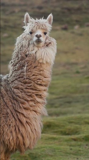 Cute & Funny Llama Moments 🦙 ! Animal Shorts