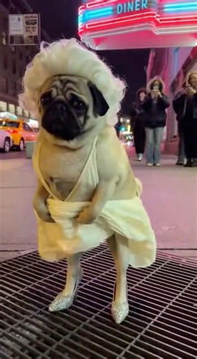 🫣🚨This PUG will do just about ANYTHING for ATTENTION!🤣 #dog #funny #short