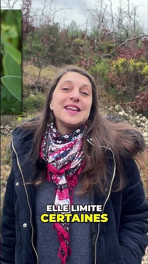 La Sauge : Remède naturel contre les inflammations buccales et les mucites!