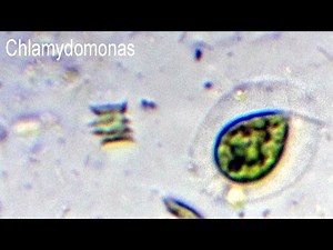 Chlamydomonas