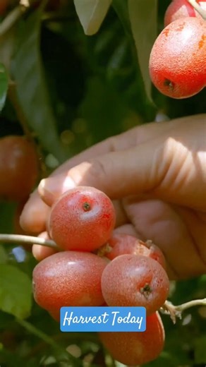 Picking fresh fruits from the garden#fruit #fruitcutting #shorts