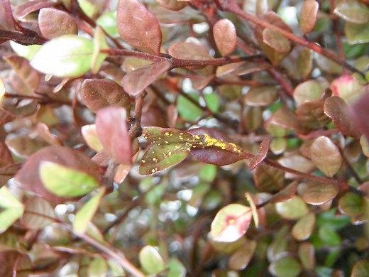 How to control myrtle rust