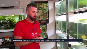47K views · 494 reactions | 戀 Saviez-vous que l'un des éleveurs de crevettes les plus connus d'Europe n'est autre que le maire de la petite commune de Seingbouse en #Moselle ? | Moselle TV | Facebook