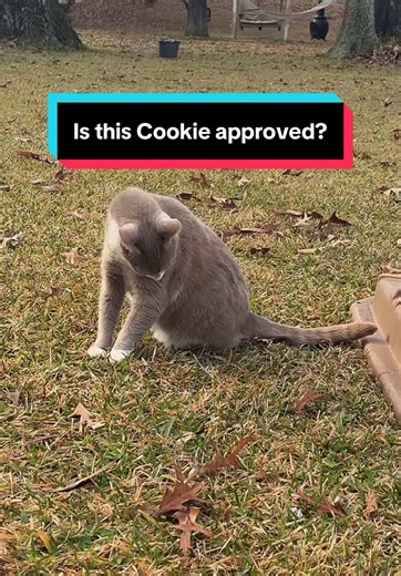 Gentle Cat Grooming Tool: Cookie's Favorite Brush