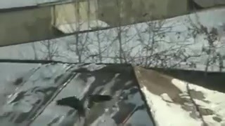 This crow is "snowboarding" on the roof of a building using a jar lid! 📹 via X - Nature Is Lit | Roar Wildlife News