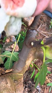 844K views · 10K reactions | Fruits Man on Reels | Facebook