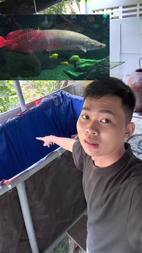 Thử nuôi cá Hải Tượng Long tại nhà