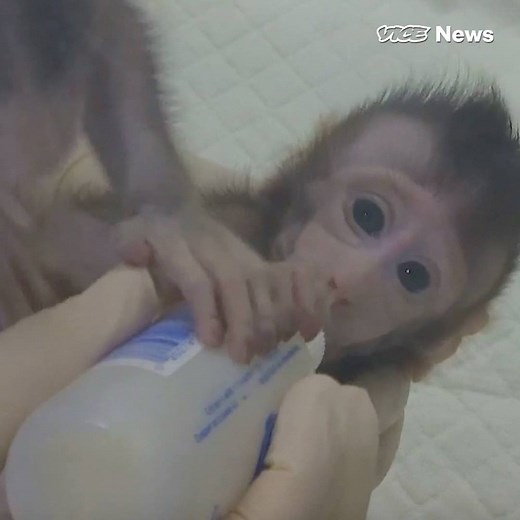 These cute baby monkeys were cloned the same way Dolly the Sheep was over 20 years ago. | VICE News