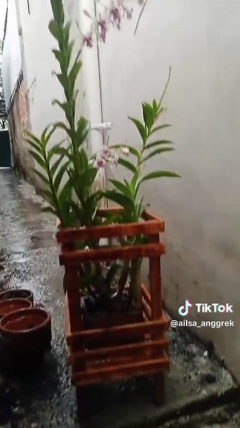 Ailsa ailsa (@ailsa_anggrek)’s videos with suara asli - Ailsa ailsa