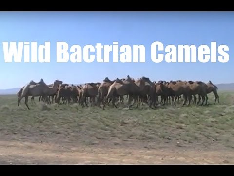 Wild Bactrian Camels in Mongolia!