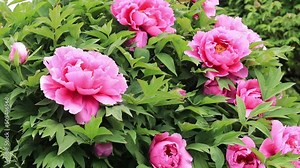 Paeonia suffruticosa. Shrub of peonies blooming with beautiful large pink flowers. Landscaping of parks and gardens