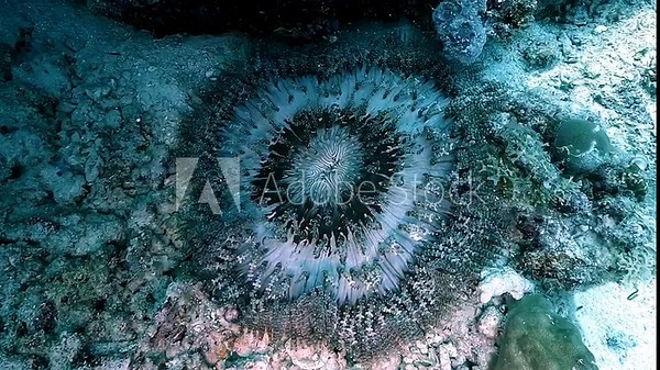 Beaded anemone - Heteractis aurora - with 5 mm juvenile clownfish - Amphiprioninae - nestled among its tentacles for shelter and protection. Symbiotic relationship between fish and anemone.