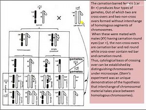 Cytological Basis of crossing over