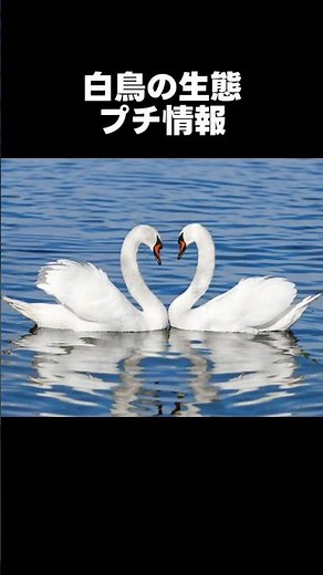 【一分でわかる】白鳥の生態