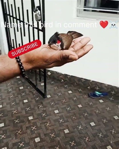 bulbul bird sound | beautifull bulbul bird #viralvideo #shortvideo