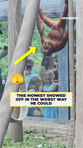 8.6K views · 95 reactions | A monkey at the zoo left everyone speechless with its strange acrobatics  | The Kiwi | Facebook