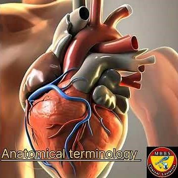 Anatomical Terms - Drawn & Defined (Updated) #senseorgansfunctions #anatomicalplanes #science