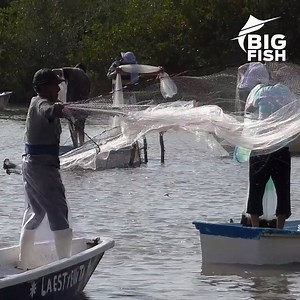 Así es la pesca del camarón en el sur de Sinaloa 🦐 📹: BigFish | Debate