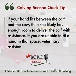 22K views · 55 reactions | Calving season is a busy time, and there are many factors that contribute to a healthy calf being born. While some things are beyond our control, we can prepare for the possibility of difficult calving. Read or listen to Episode 63 of the Canadian Beef Cattle Podcast, where we review steps to take when intervening with a challenging calving. ⬇️ https://www.beefresearch.ca/blog/calf-911-difficult-calving-video/ | Beef Cattle Research Council | Facebook