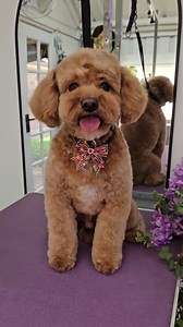 Watch Michelle Weber turn Ollie into a masterpiece with the #ANDISGROOMING eMERGE Clipper! 🌟 Designed for versatility and power, this clipper effortlessly handles every coat type, giving you clean, precise cuts every time. 👏 Whether you're managing a doodle’s curls or prepping for a show, the eMERGE Clipper is your go-to tool. Want to find out why this clipper is a game-changer? Head to https://bit.ly/Andis-eMERGEClipperPurple to dive into its features and get yours today. ✨ #DogGrooming #PetG