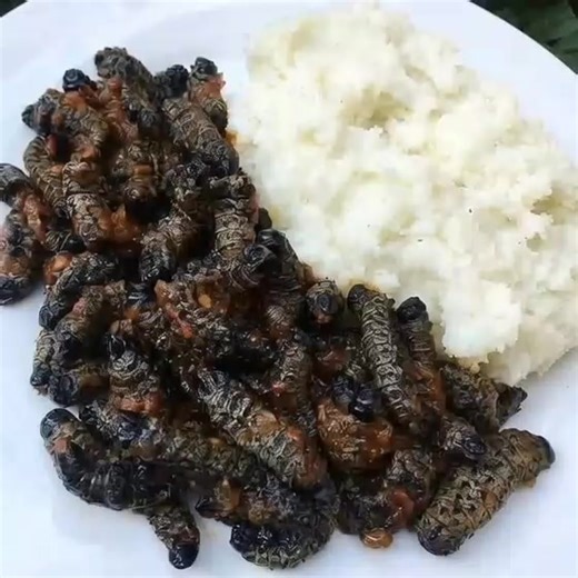 Mopani Worms: A Delicacy in Zimbabwe and Botswana