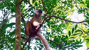 Insolite  la surprenante technique de séduction des lémurs noirs
