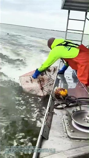 漁師が海で捕獲したカニの籠を回収する作業