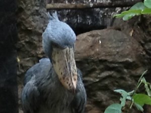 CICONIIFORMES: Storks, Herons, Ibises and Shoebills