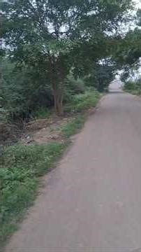 வில்லன்#weather#nature#beauty#pleasant#travel#minivlog#tree#roadtrip#shorts#viral#trending#fyp#food